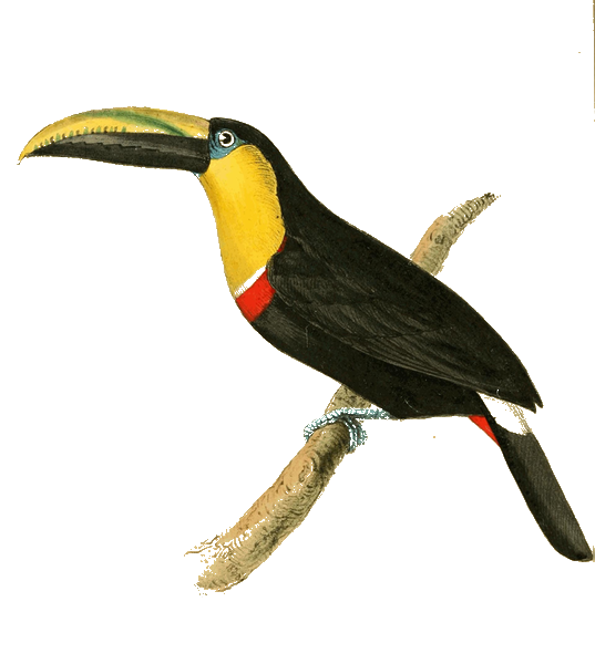 Toucan — William Swainson, 1822